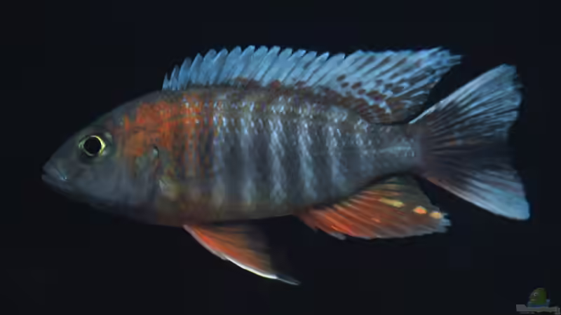 Eureka von Ivory (6)