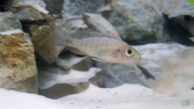 Eureka Weibchen von Aquamichel (26)