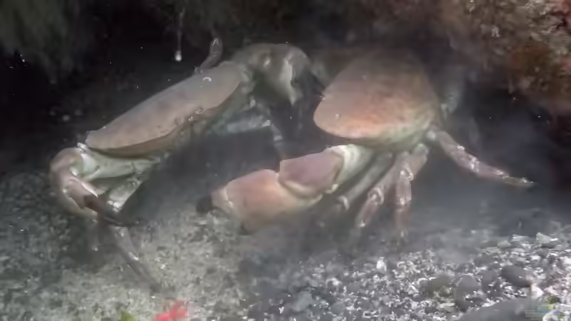 Europäischer Hummer und Taschenkrebs im Aquarium: Ist die Haltung wirklich machbar?