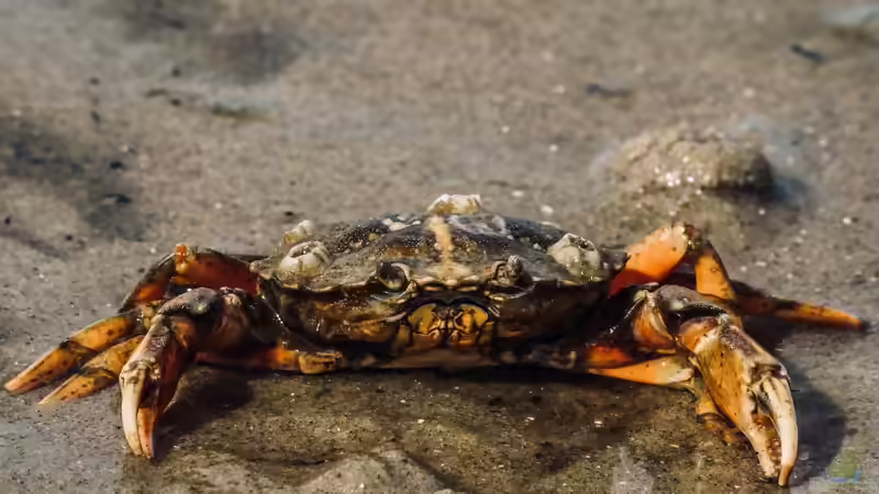 Europäischer Hummer und Taschenkrebs im Aquarium: Ist die Haltung wirklich machbar?