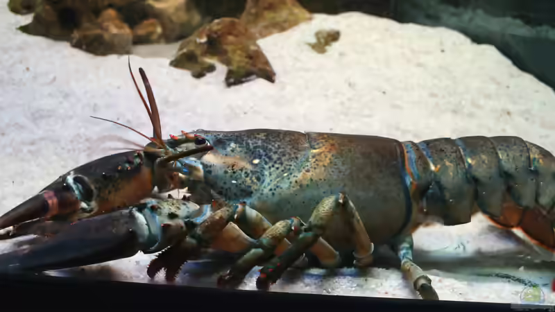 Europäischer Hummer und Taschenkrebs im Aquarium: Ist die Haltung wirklich machbar?