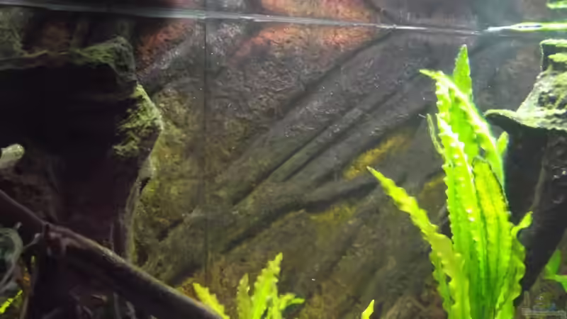 Europet Bernina Wurzel Rückwand von Dr. Manhattan (32)