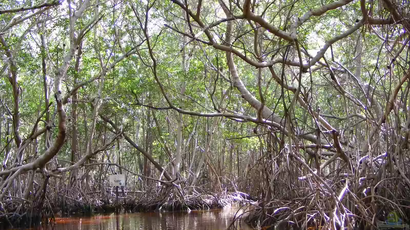 Euryhalin - Anpassungskünstler zwischen Süß- und Salzwasser