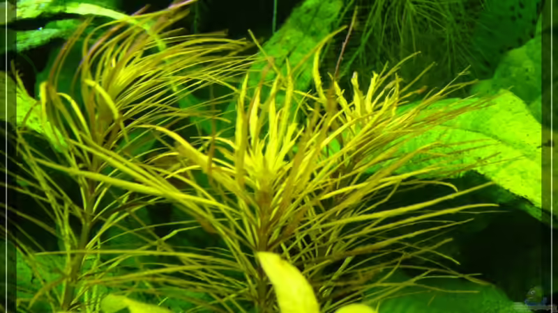 Eusteralis species von Onkel (7)