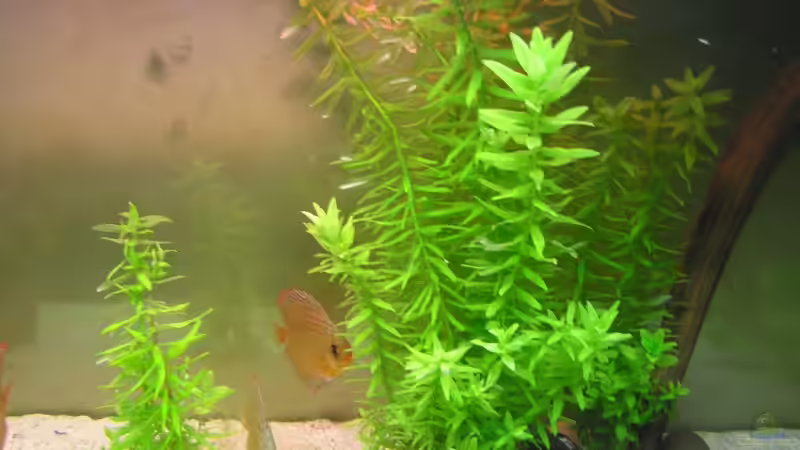 Eusteralis stellata ´Narrow Leaf´ von PirnaerAquarianer (4)