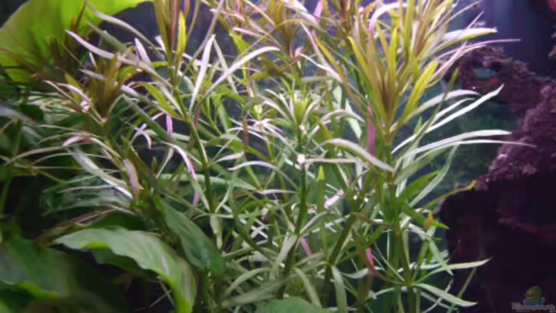 Eusteralis stellata von &gt;&lt;(((°&gt; Jennyna &lt;°)))&gt;&lt; (7)