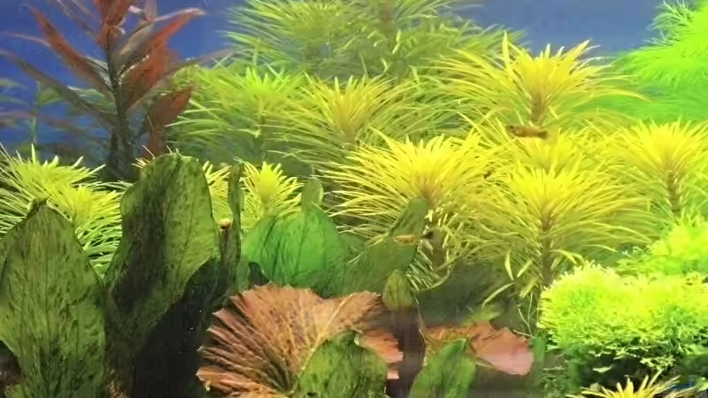 Eusteralis Stellata von flaschenbauer (7)