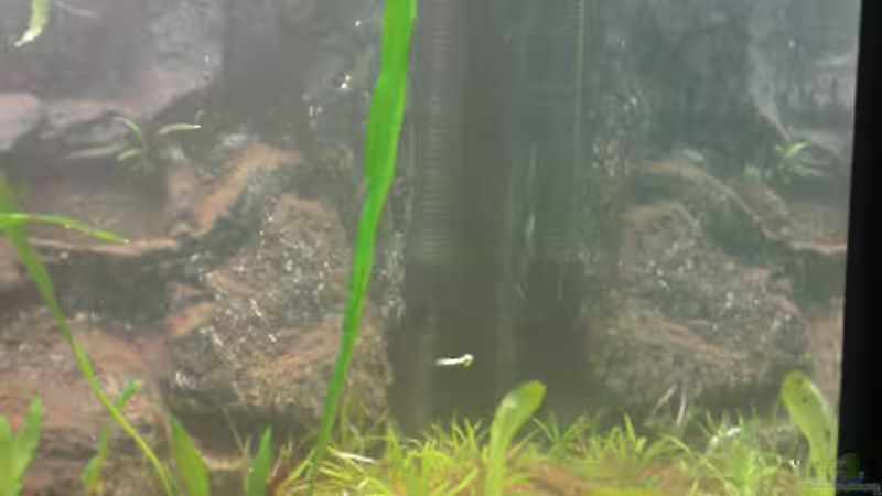 Eusteralis Stellata von Jens Hug (3)