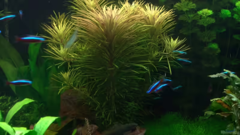 Eusteralis stellata von Johann Fellner (12)