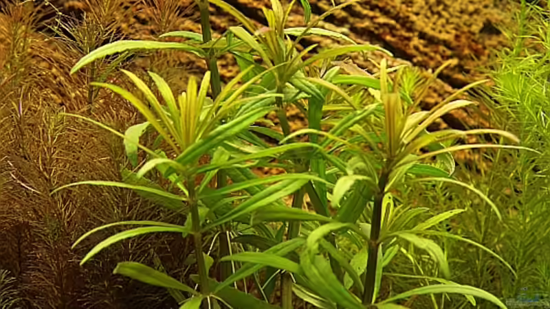 Eusteralis stellata von Sebastian W. (2)