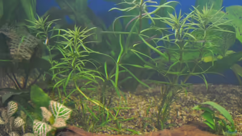 Eusteralis von Salmlerdream (17)