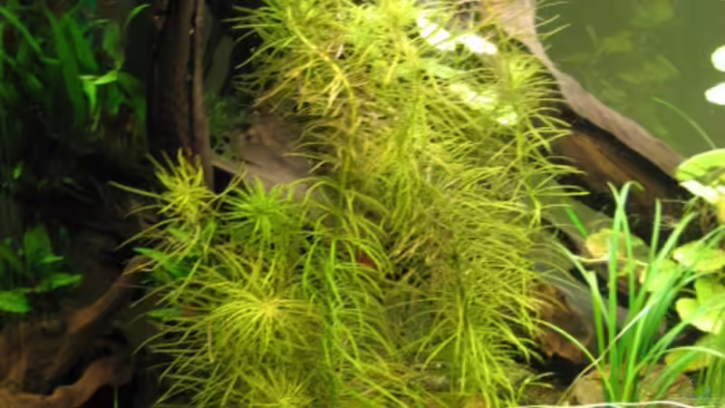 Eustrealis spec. von Florian Freyer (4)