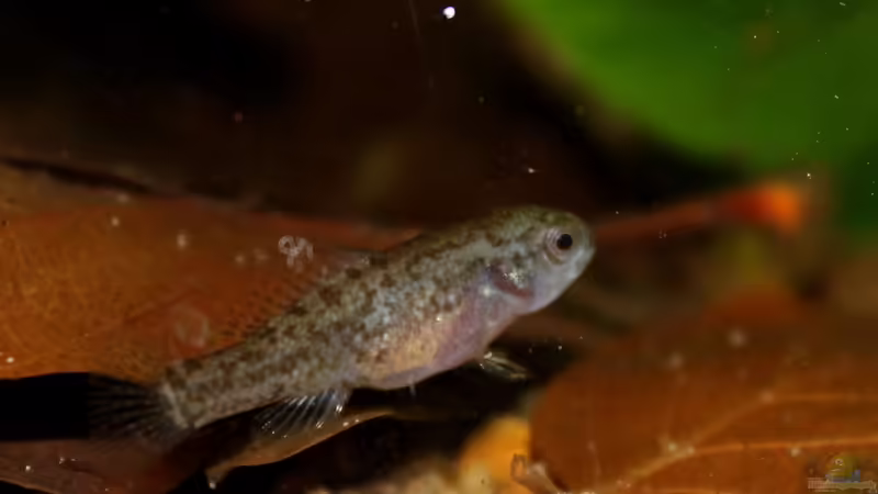 evergladei Weibchen (gerade voll gefuttert) von die Perle... (38)