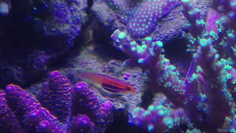 Aquarien mit Eviota atriventris (Schwarzbauchgrundel)