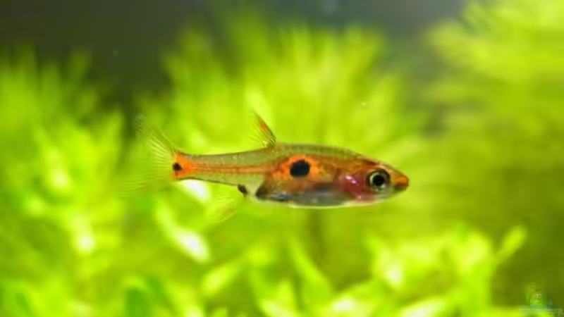 Evtl. Boraras sp South Thailand (?) von YoshiMaus (30)