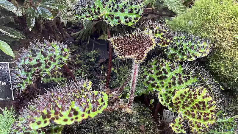 Ex-situ-Schutz: Bedeutung, Methoden und Chancen für Artenvielfalt und Nachhaltigkeit