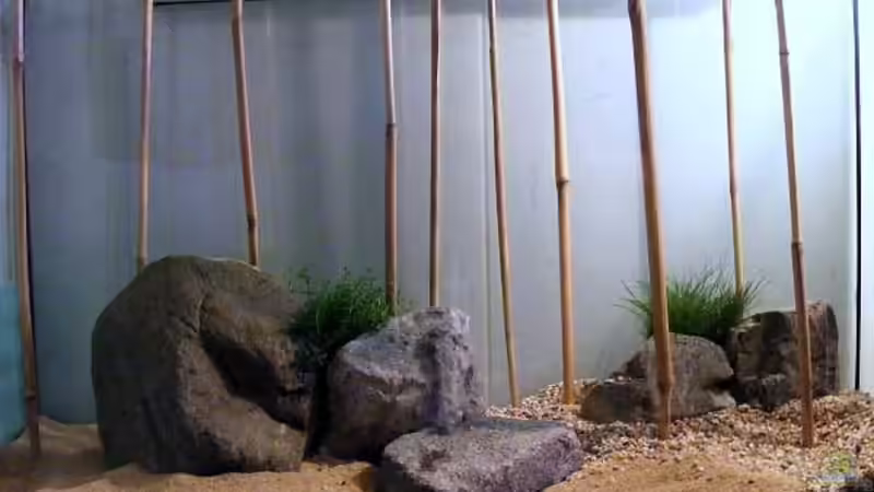 Exclusiv für EB von Aquascape-Guru-  Asien-Biotop - ein neues Naturbecken entsteht