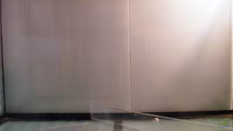 Exclusiv für EB von Aquascape-Guru-  Asien-Biotop - ein neues Naturbecken entsteht