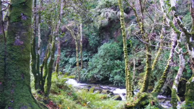 Exclusiv für EB von Aquascape-Guru- Aquarien richtig in Szene setzen - Rückwände & Hintergründe