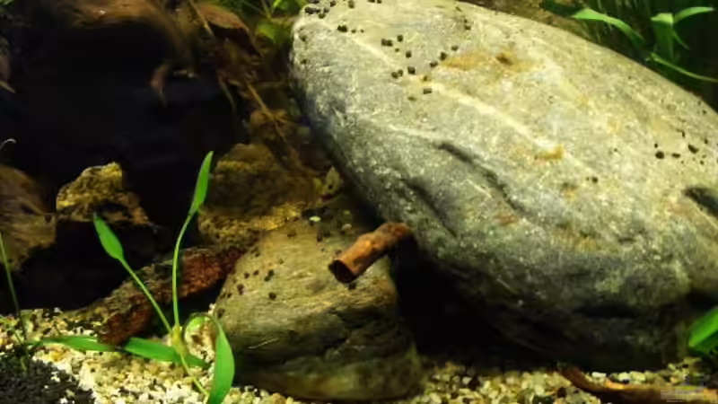 Exclusiv für EB von Aquascape-Guru- Bodengrund - nicht nur ein optisches Mu??