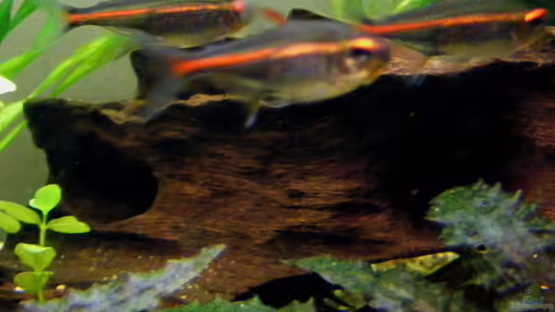 Exclusiv für EB von Aquascape-Guru- Das Wabenholz - Ein Allrounder im Aquarium