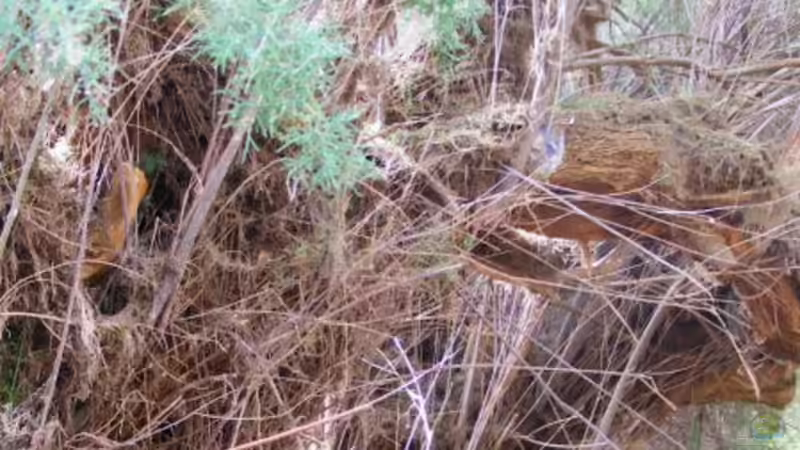 Exclusiv für EB von Aquascape-Guru- Einrichten von Bachläufen