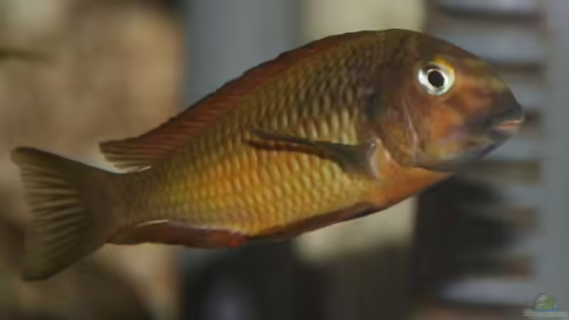Exclusiv für EB von Aquascape-Guru- Hintergrundinformationen zu ???Tropheus-Dreams???