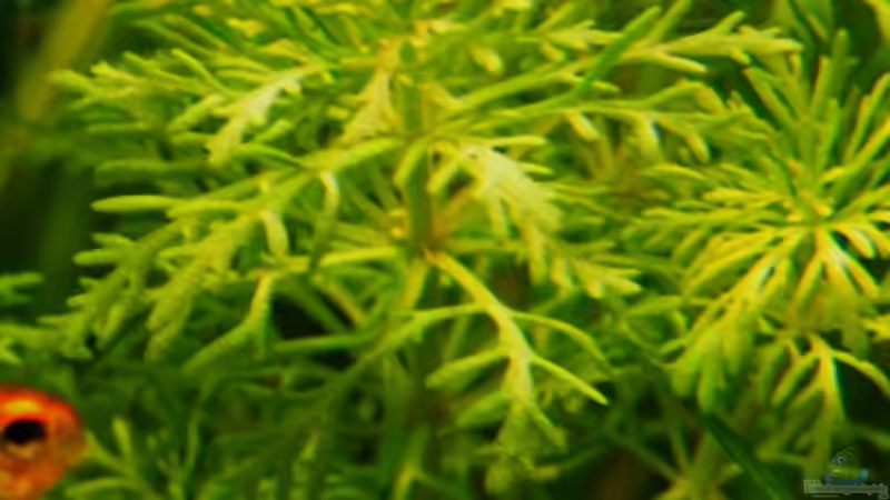 Exclusiv für EB von Aquascape-Guru- Pflanzentipp   Limnophila sessiliflora