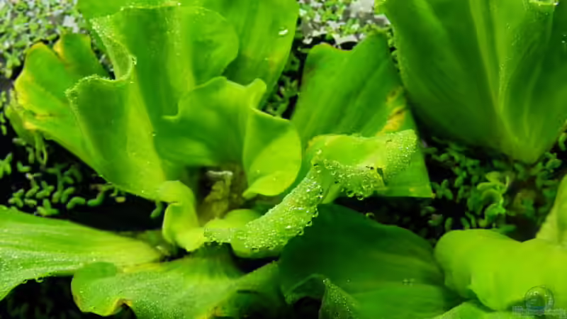 Exclusiv für EB von Aquascape-Guru- Pflanzentipp   Muschelblume