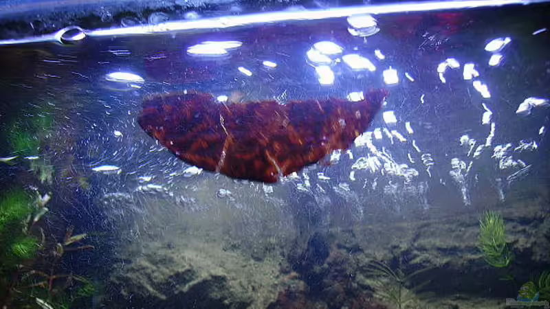 Exclusiv für EB von Aquascape-Guru-Element Sauerstoff ??? Die Grundlage aller Lebewesen