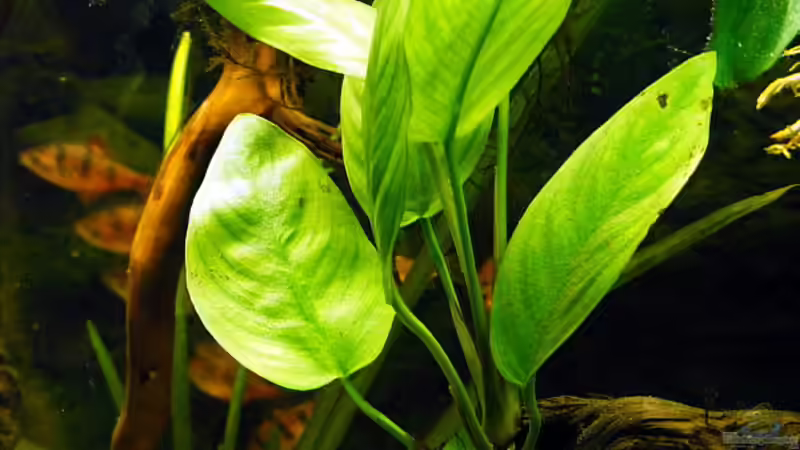 Exclusiv für EB von Aquascape-Guru-Phosphat im Aquarium ??? keine leichte Aufgabe