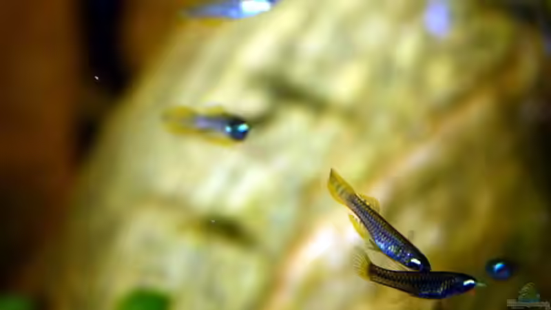 Exclusiv für EB von falks-aquaflyer- Artentafel Normans Leuchtaugenfisch