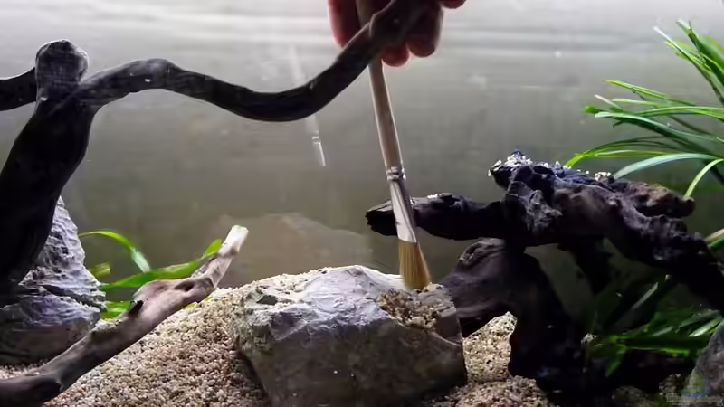 Exclusiv von Aquascape-Guru für EB - Grundkurs ..wie ein Becken entsteht