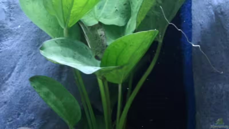 existiert nur noch als stummel, hoffe das der neue Dünger sie wieder wach küsst von Marco Vasev (12)