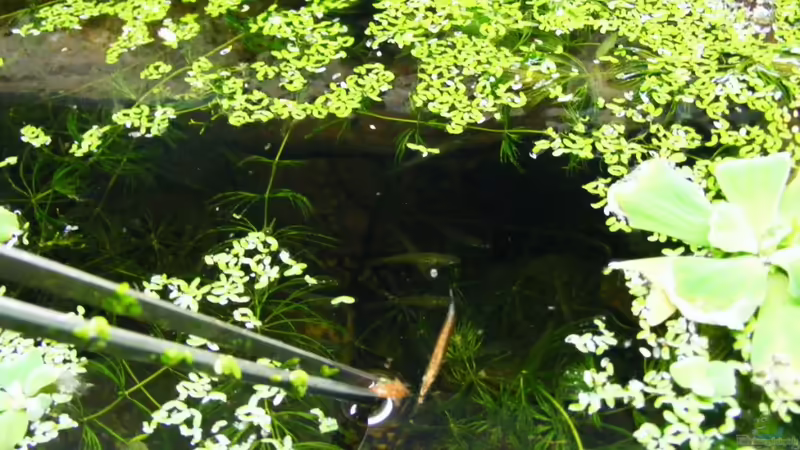 Exlusiv von Aquascape-guru für EB- Fische richtig füttern - die Nahrungsaufnahme im Aquarium