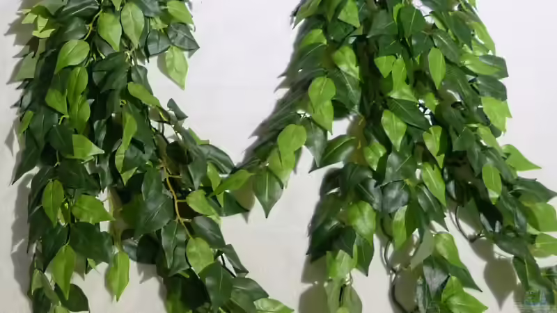 Exo Terra Ficus von ~Marco~ (41)