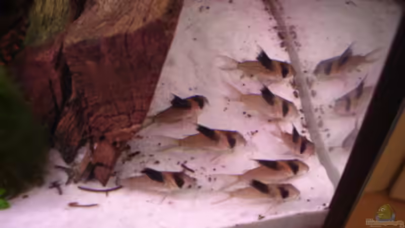 Exochochromis anagenys   von Renè Rupf (31)