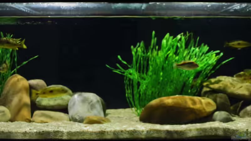 Exochochromis anagenys Artbecken