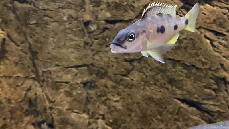 Exochochromis anagenys von Manni (26)