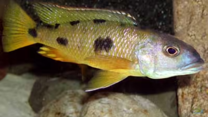 Einrichtungsbeispiele mit Exochochromis anagenys