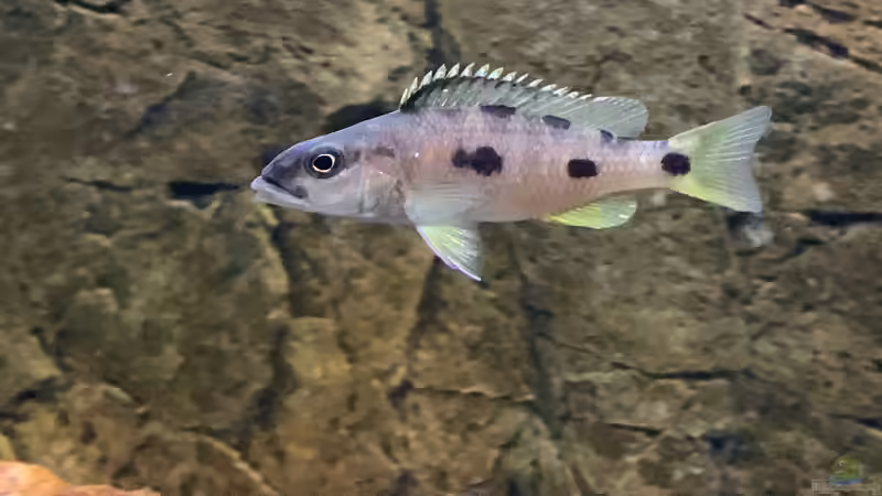 Einrichtungsbeispiele mit Exochochromis anagenys