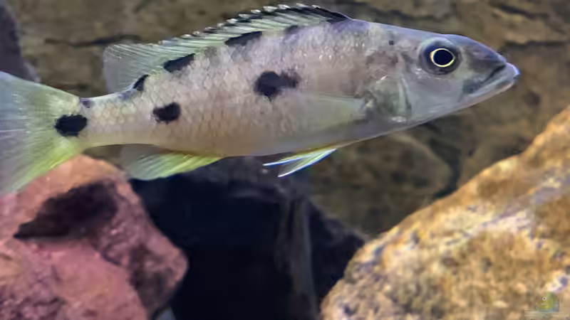 Einrichtungsbeispiele mit Exochochromis anagenys