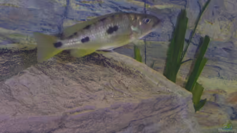 Exochromis anagenys, Geschlecht ? der Züchter war sich aber schon sicher dass es von Wesermalawi (29)