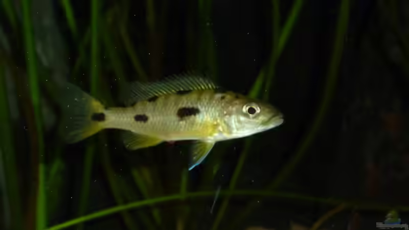 Exochromis anagenys von roofer112 (6)