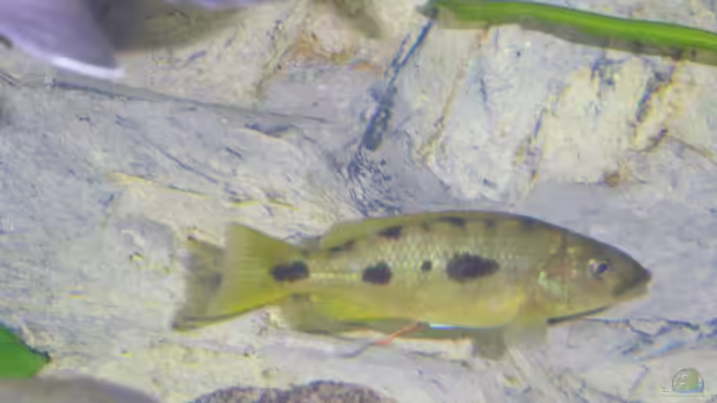 Exochromis anagenys von Wesermalawi (31)