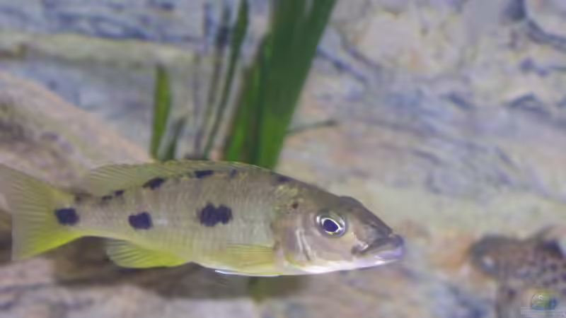 Einrichtungsbeispiele mit Exochochromis anagenys