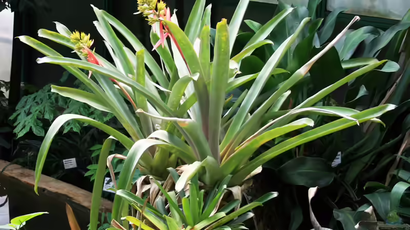 Exotische Zimmerpflanzen für das Terrarium: Ein grünes Paradies im Miniaturformat