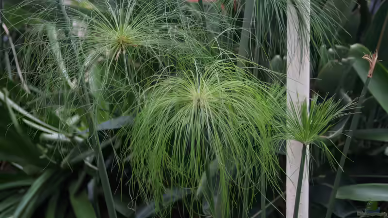 Exotischer Blickfang am Gartenteich: Das Papyrus-Gras (Cyperus papyrus)
