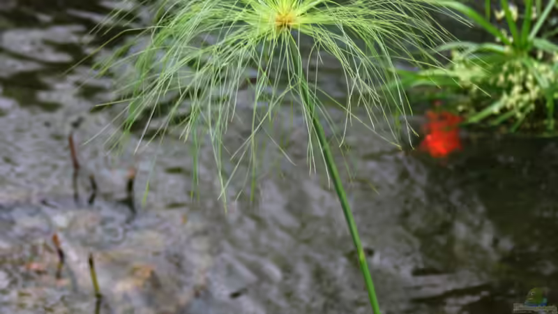 Exotischer Blickfang am Gartenteich: Das Papyrus-Gras (Cyperus papyrus)