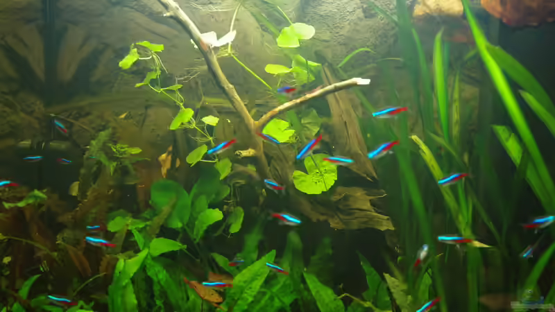 Experiment Buchenast am 20.03.14 von Herr H. (17)